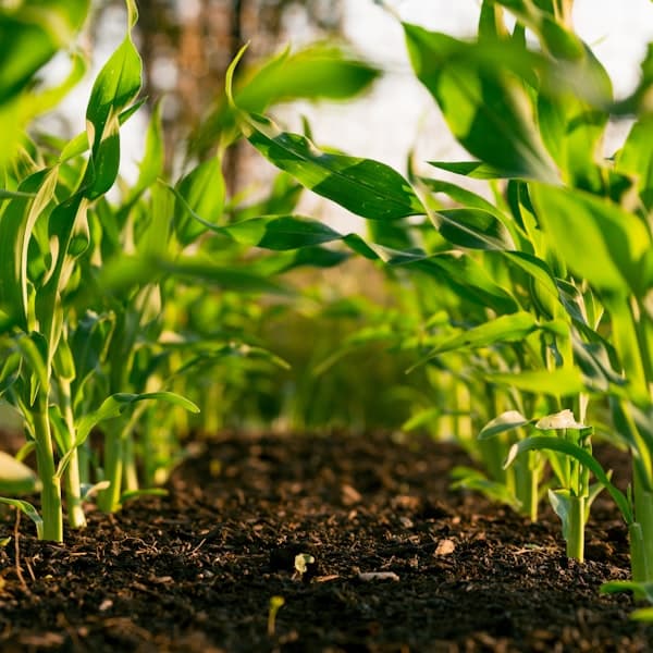 AgTech and agriculture